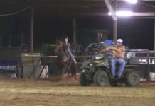 My New Horse Trainer