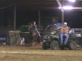 My New Horse Trainer