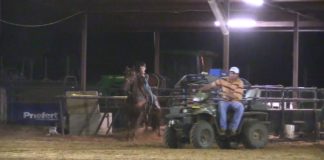 My New Horse Trainer