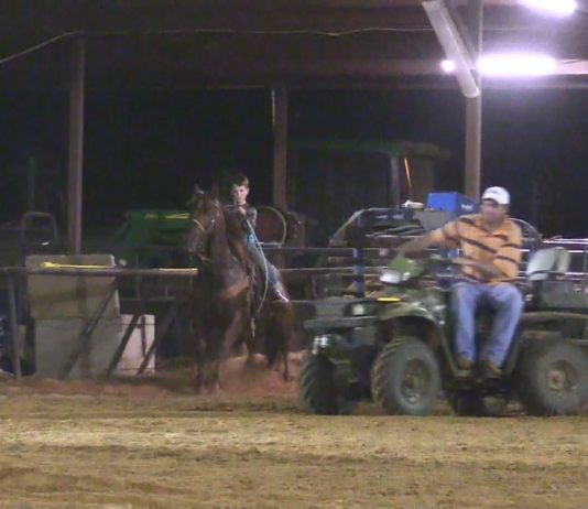 My New Horse Trainer