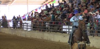 Hali First Steer at State Finals