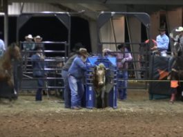 Texas Showdown 3 rd Roping 2nd Steers