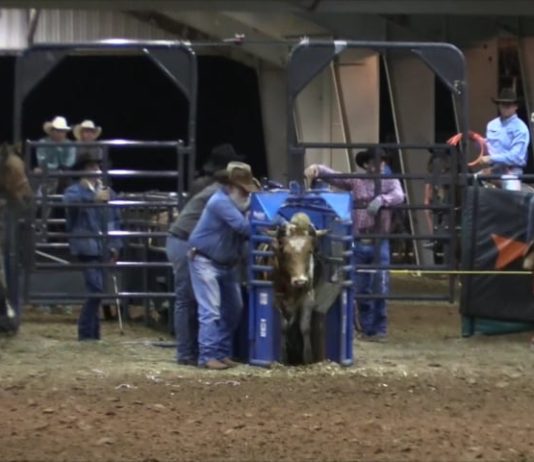 Texas Showdown 3 rd Roping 2nd Steers