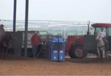 Heeling when to stop your Horse