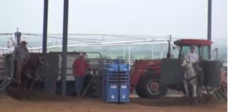 Heeling when to stop your Horse