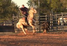 Hali Update on Her Injuries and Roping