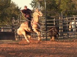 Hali Update on Her Injuries and Roping