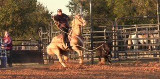 Hali Update on Her Injuries and Roping