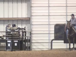 Big Horns Website Intro