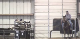 Big Horns Website Intro