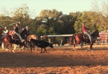 Heeling Steers Close