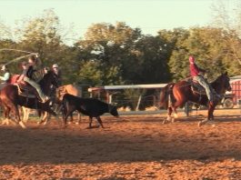 Heeling Steers Close
