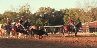 Heeling Steers Close