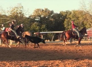 Heeling Steers Close