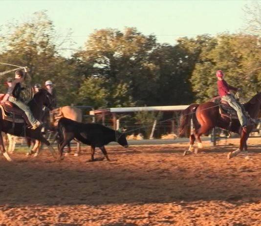 Heeling Steers Close
