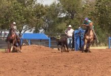 Sooner Working on a Horse out of Control free