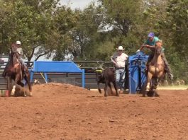 Sooner Working on a Horse out of Control free