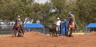 Sooner Working on a Horse out of Control free