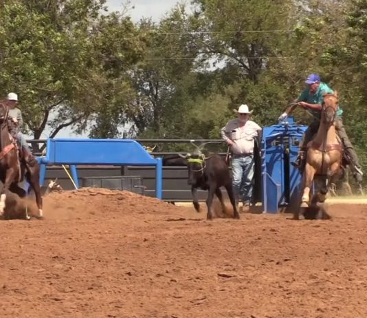 Sooner Working on a Horse out of Control free