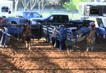 Sooner Moves Up to Practice Horse for Hali