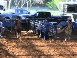 Sooner Moves Up to Practice Horse for Hali