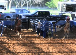 Sooner Moves Up to Practice Horse for Hali