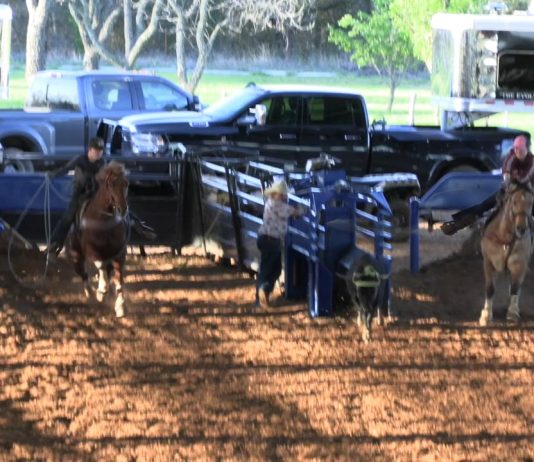 Sooner Moves Up to Practice Horse for Hali