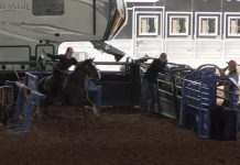 Hali New Horse Red Light