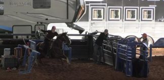 Hali New Horse Red Light