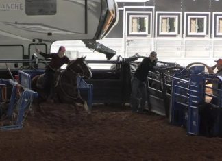 Hali New Horse Red Light