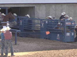 Hali’s rodeo runs week ending June 26th