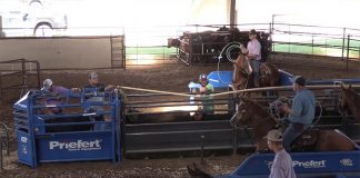 Working on my head horse, Green Light