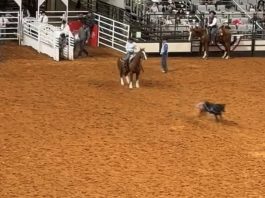 Hali’s Qualifying Runs at Ft. Worth Rodeo