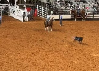 Hali’s Qualifying Runs at Ft. Worth Rodeo