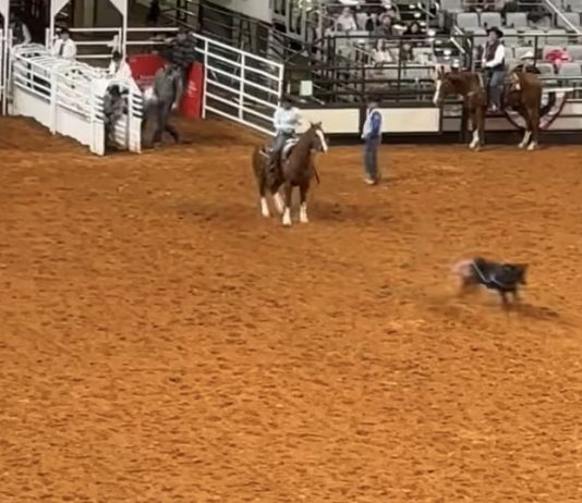 Hali’s Qualifying Runs at Ft. Worth Rodeo