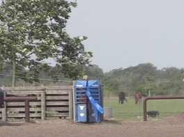 This week behind the scenes at rodeos